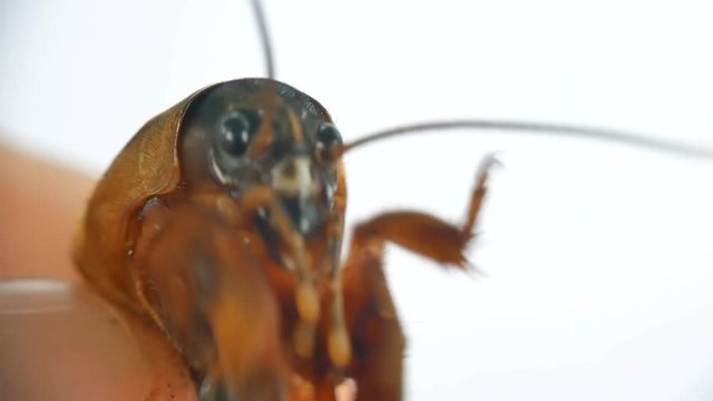 Mole cricket lat. Gryllotalpidae is actively trying to escape from the man's hand, close-up.