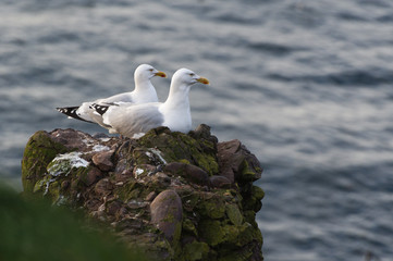 Gulls Couple Sitting on a Cliff, Scotland