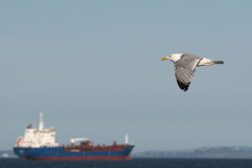 Fototapeta na wymiar Flying Gull in Scotland