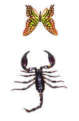 black scorpion and butterfly on a white background