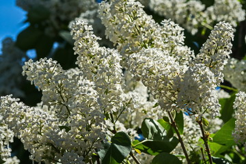 Flowers and plants in Peterhof.