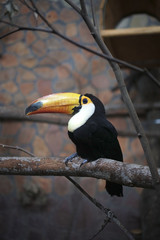 Toco Toucan, Ramphastos toco, is sitting on a bough against neutral grey background, side view. The exotic south american bird has black plumage with white chest, big yellow beak and blue-bordered eye