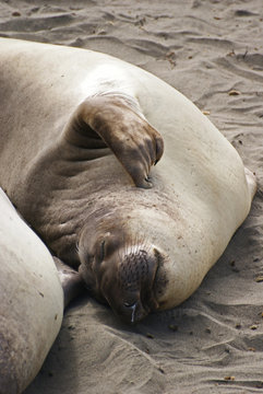 seeelefant california