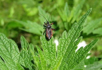 Black beetle on green leaf in the garden, closeup 