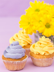 Cupcakes decorated with yellow and violet cream and chrysanthemums on violet pastel background for greeting card with copyscape.