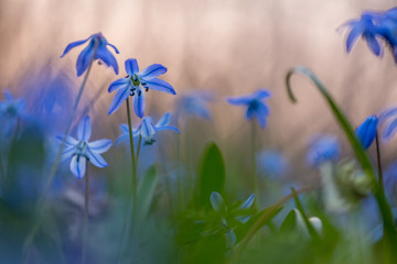 bluebell, scilla siberica, flower, spring	