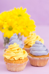 Cupcakes decorated with yellow and violet cream and chrysanthemums on violet pastel background for greeting card with copyscape.