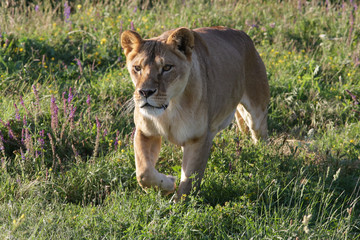 lion, animal, wildlife, leo