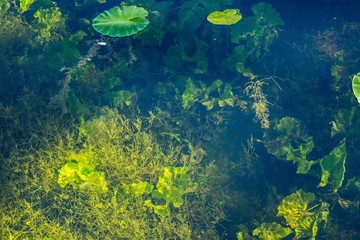 Fototapeta na wymiar Olgin pond in Peterhof. Underwater vegetation, illuminated by the Sun.