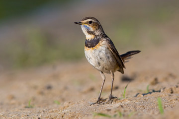 bluethroat, bird,  songbird, nature, wildlife