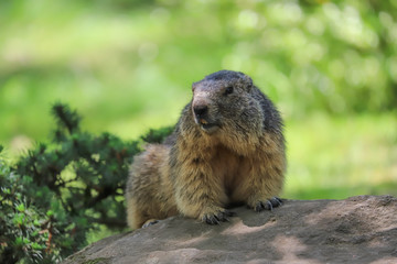 Marmot
