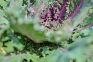 Decorative cabbage brassica oleracea ,vegetable leaves of Brassica oleracea var. acephala