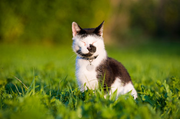 Schwarzweiße Hauskatze sitzt mit geschlossenen Augen in der Abendsonne