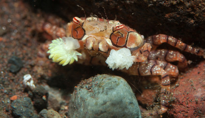 Pom pom crab cheerleader 