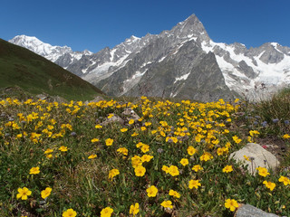 Alpy, Włochy, Tour du Mont Blanc - wzdłuż  masywu Mont de la Saxe, widok z żółtymi kwiatami - obrazy, fototapety, plakaty