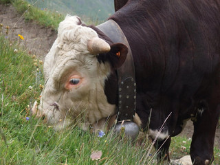 Tour du Mont Blanc - alpejskia krowa © Iwona