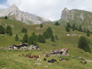 Alpy, Włochy, Tour du Mont Blanc, po drodze ze schroniska Rif. Frassati do La Salle - krowy i zabudowania na zielonych zboczach na tle gór - obrazy, fototapety, plakaty
