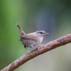 Eurasian wren