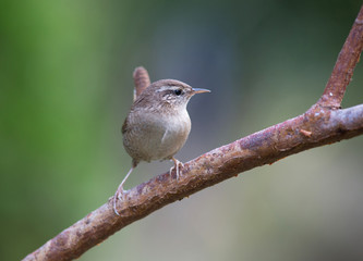 Eurasian wren