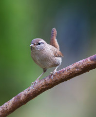 Eurasian wren