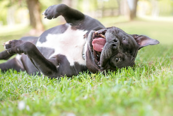 A playful Staffordshire Bull Terrier dog rolling in the grass