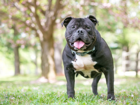 A Staffordshire Bull Terrier dog with a happy expression