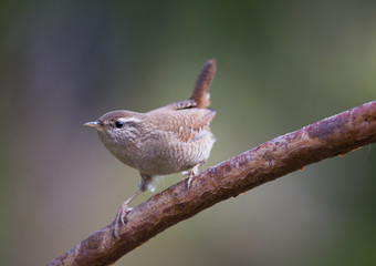 Eurasian wren