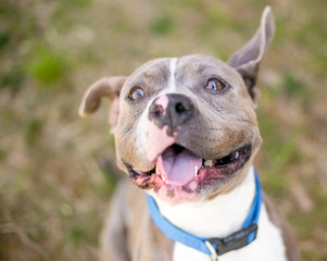 A gray and white Pit Bull Terrier mixed breed dog with floppy ears and a happy expression