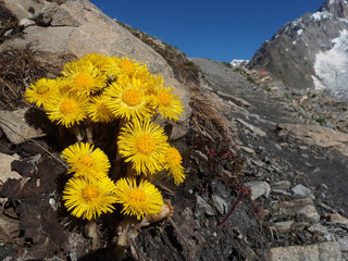 alpejskie żółte kwiaty - podbiał pospolity (Tussilago farfara) - obrazy, fototapety, plakaty