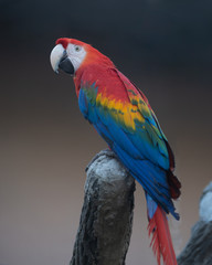 Animal