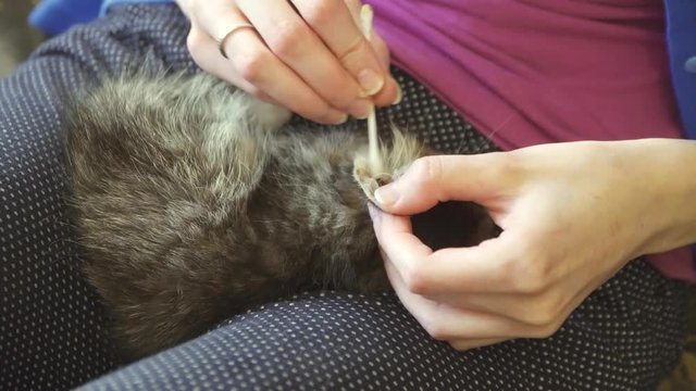 cleaning the ears of a small kitten at home