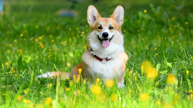 Beautiful corgi dog, sitting on a green lawn looking at camera