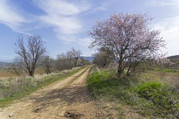 Fototapeta na wymiar Flowering almond trees on the sides of a country road. Crimea.