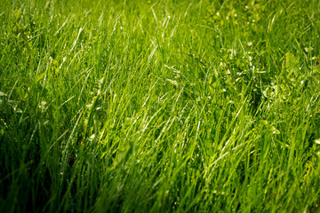 Water drops on fresh green grass background. Green grass background.drops on grass after the rain in the garden. selective focus.Irrigation system concept