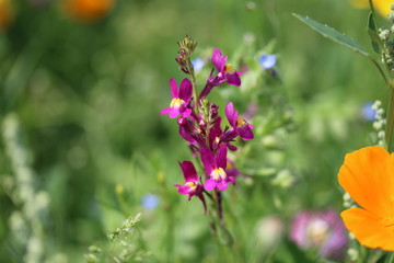 Wunderschöne Wildblumen am Straßenrand