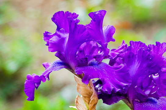 Fototapeta Tall and big flowers irises outdoors