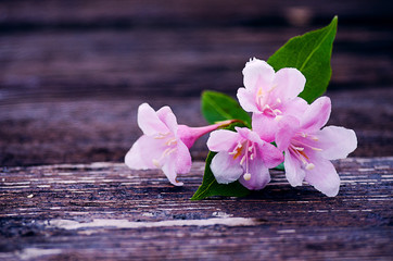 Pink flowers veigela on a branch with leaves growing