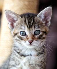 Small gray European Shorthair cat photographed while playing

