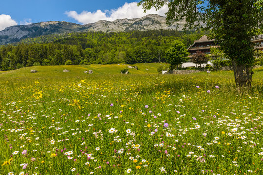 Summer landscape with flowering fields ,mountains  (Styria,Austria)