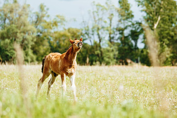little foal sniff air on the field. Sunny day