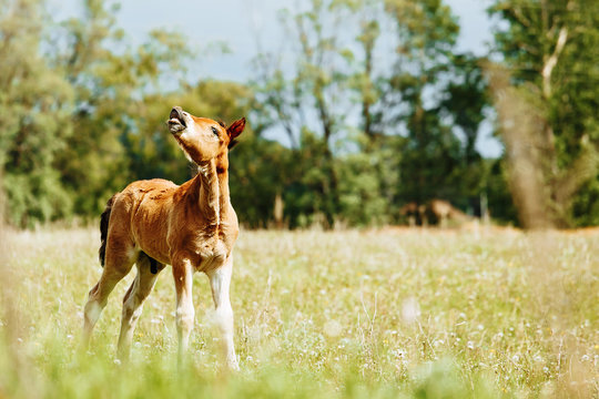 Little Foal Sniff Air On The Field. Sunny Day