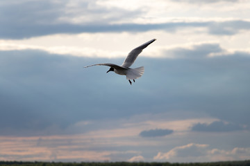 Fototapeta na wymiar white seagull flying above the water surface