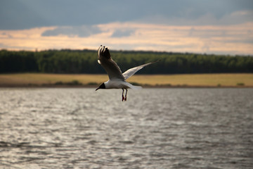 Fototapeta na wymiar white seagull flying above the water surface