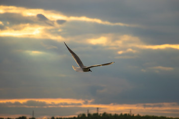 white seagull flying above the water surface
