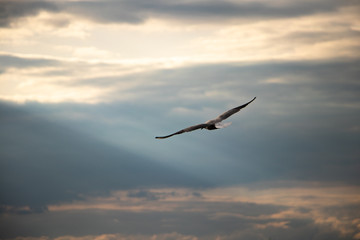 white seagull flying above the water surface