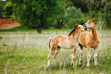 Naklejka na ściany i meble two baby foals are playing on a field