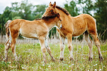 Naklejka na ściany i meble Two foals playing on the pasture.