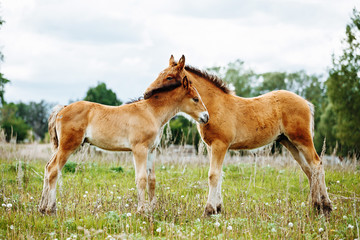 Naklejka na ściany i meble Two foals playing on the pasture.