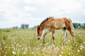 The picture shows a small foal,a field,grass,sky.Foal grazing in the meadow.