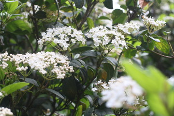 White Flowers